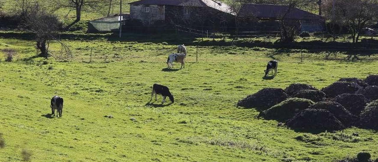 Vacas pastando en una finca de una parroquia silledense. // Bernabé/Gutier