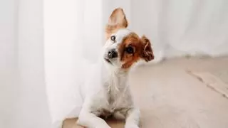 Los veterinarios lo confirman: “La voz de bebé que ponemos para hablarle a nuestra mascota es la más eficiente”