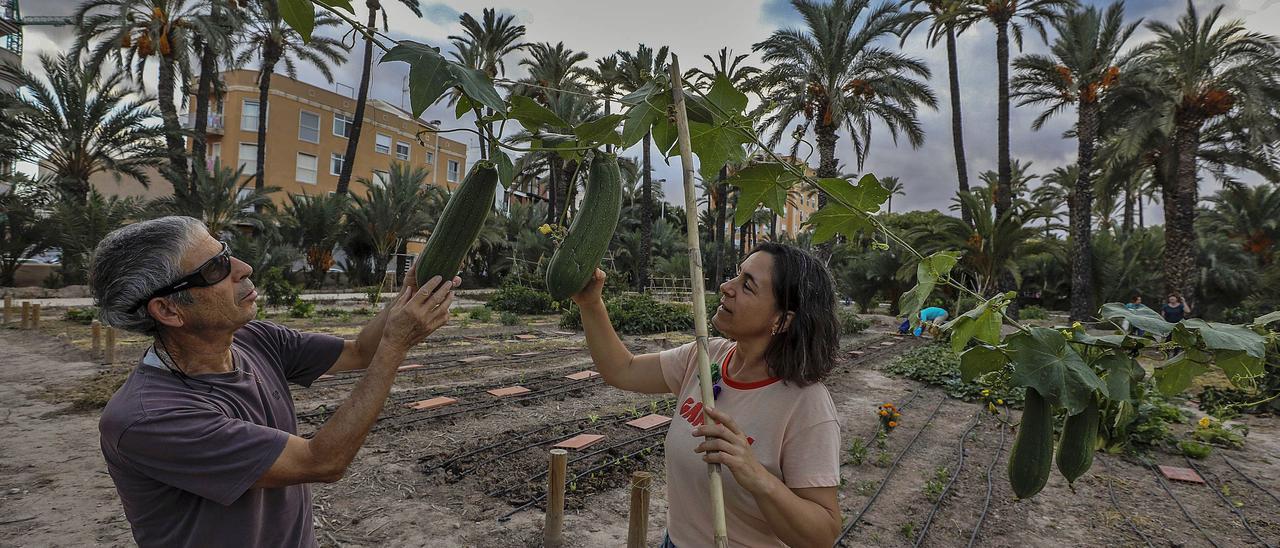 Dos usuarios del Hort de Felip, situado en el barrio de El Raval, recolectando calabacines que han crecido en cuestión de meses. | ANTONIO AMORÓS