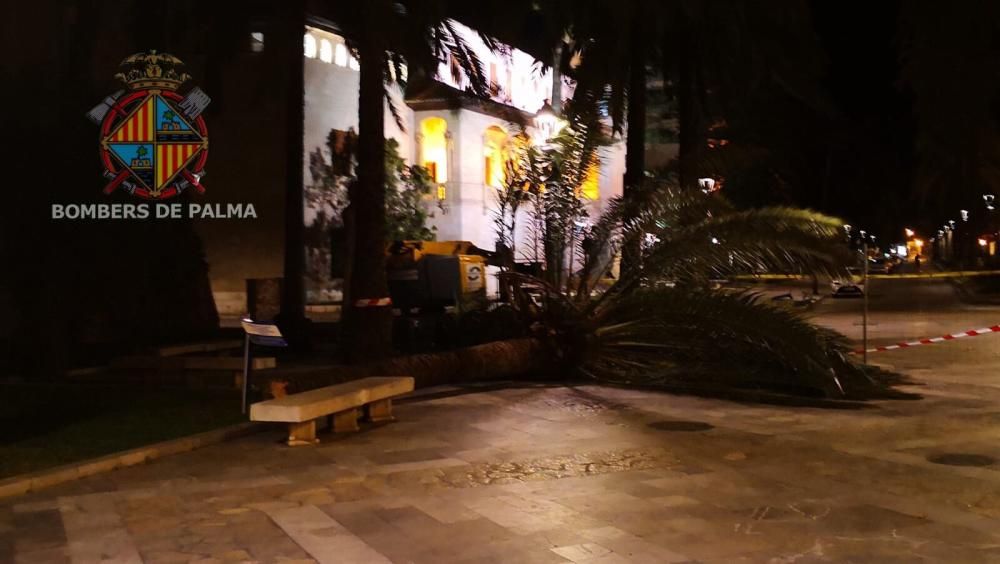 Sturm reißt sieben Palmen an Palmas Promenade um