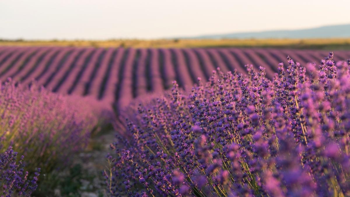 El Romeral (Toledo) se llena cada año de visitantes para contemplar sus impresionantes campos de lavanda
