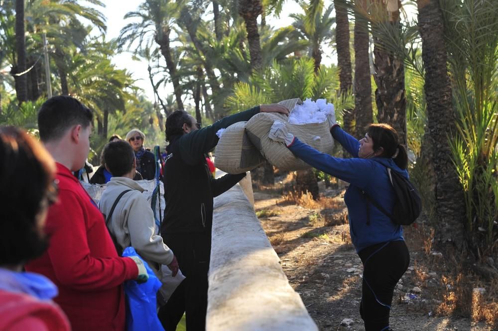 Limpieza de huertos para proteger el Palmeral