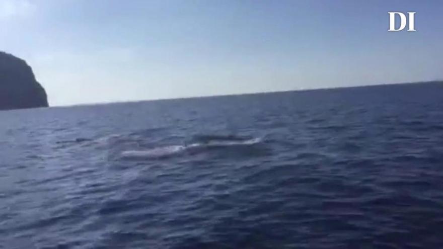 Delfines saltando en el agua en Ibiza