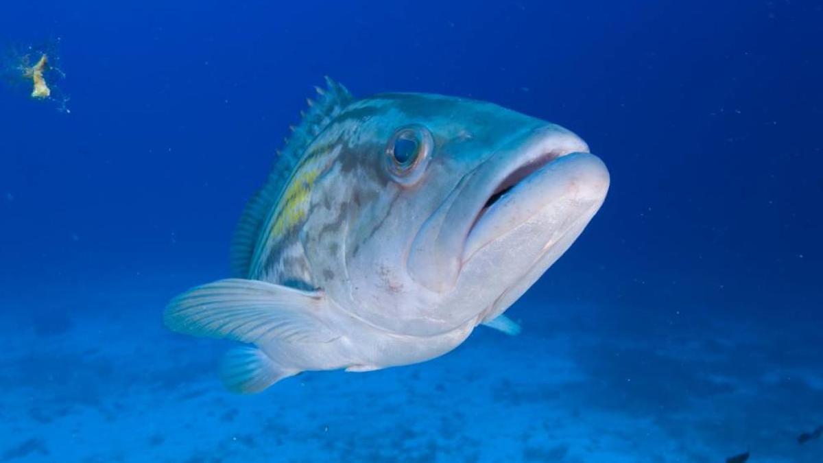 Auch für die Fische hat die hohe Temperatur im Meer rund um die Inseln gravierende Folgen.