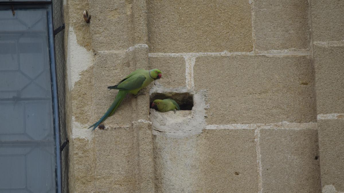 Cotorras de Kramer anidando en una de las paredes de la Catedral de Sevilla.