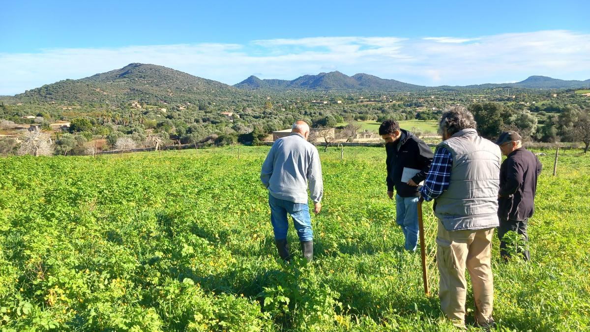 Imagen de una explotación agrícola de Apaema en Mallorca.