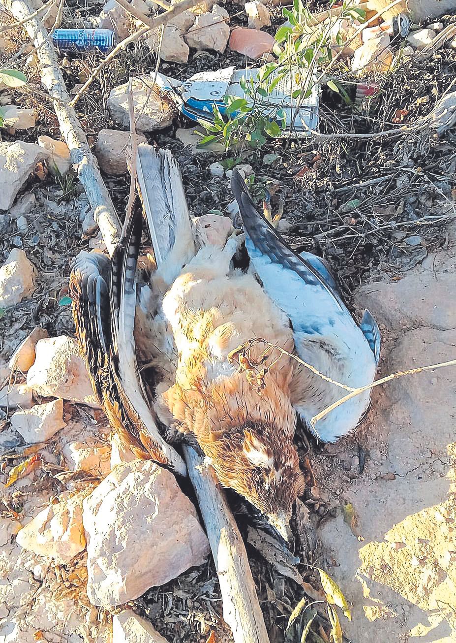 El cadáver de una perdicera hallado en Murcia