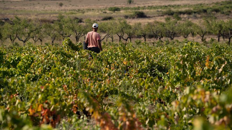 Arribes afronta una vendimia “irregular” dentro de la &quot;gran calidad&quot;