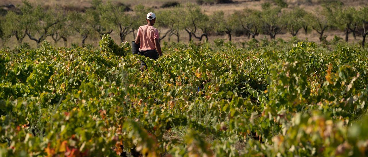 Vendimia en un viñedo de Fermoselle, en los Arribes del Duero