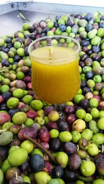 'Caserío de Temisas' recolecta 6.000 kilos de aceituna para elaborar aceite de oliva