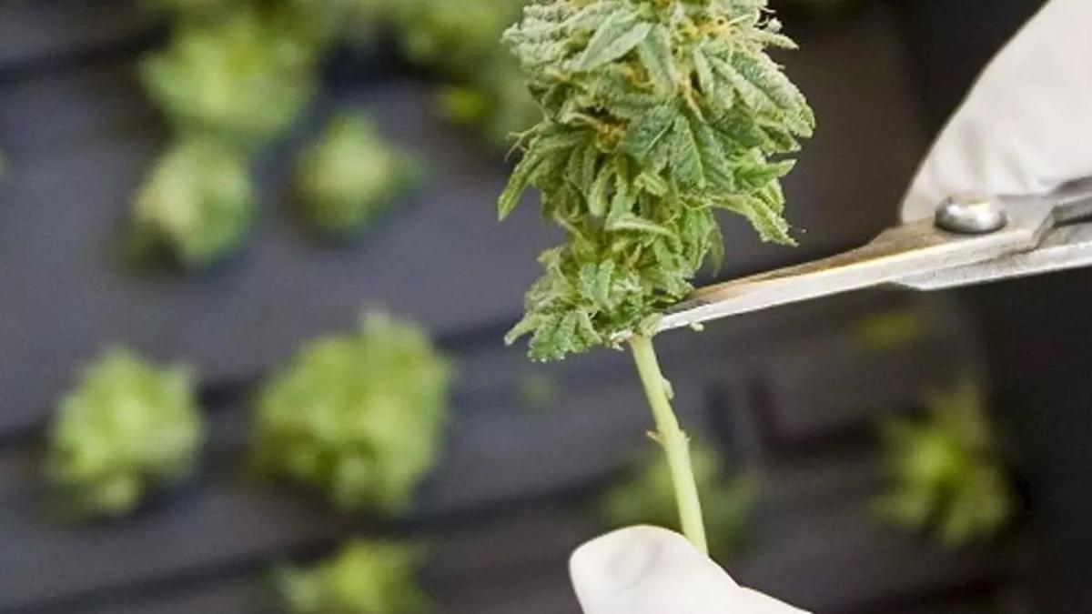 Dénia regulará la normativa de licencias municipales para los clubes cannábicos