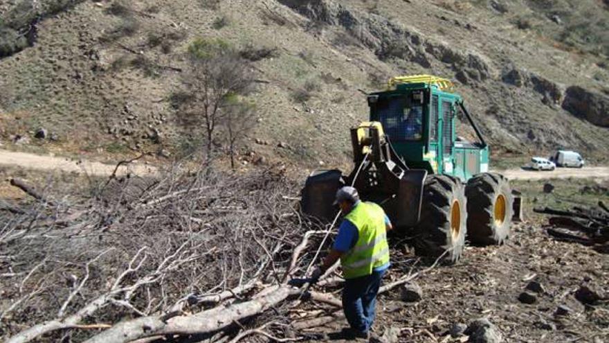 Los trabajos incluyen la retirada de la madera quemada.