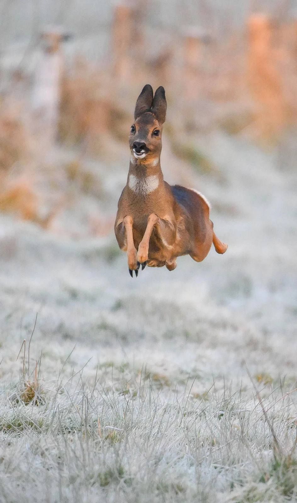 'Happy Deer'