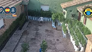 Hallan 212 plantas de marihuana al desmantelar un taller mecánico clandestino en Rojales