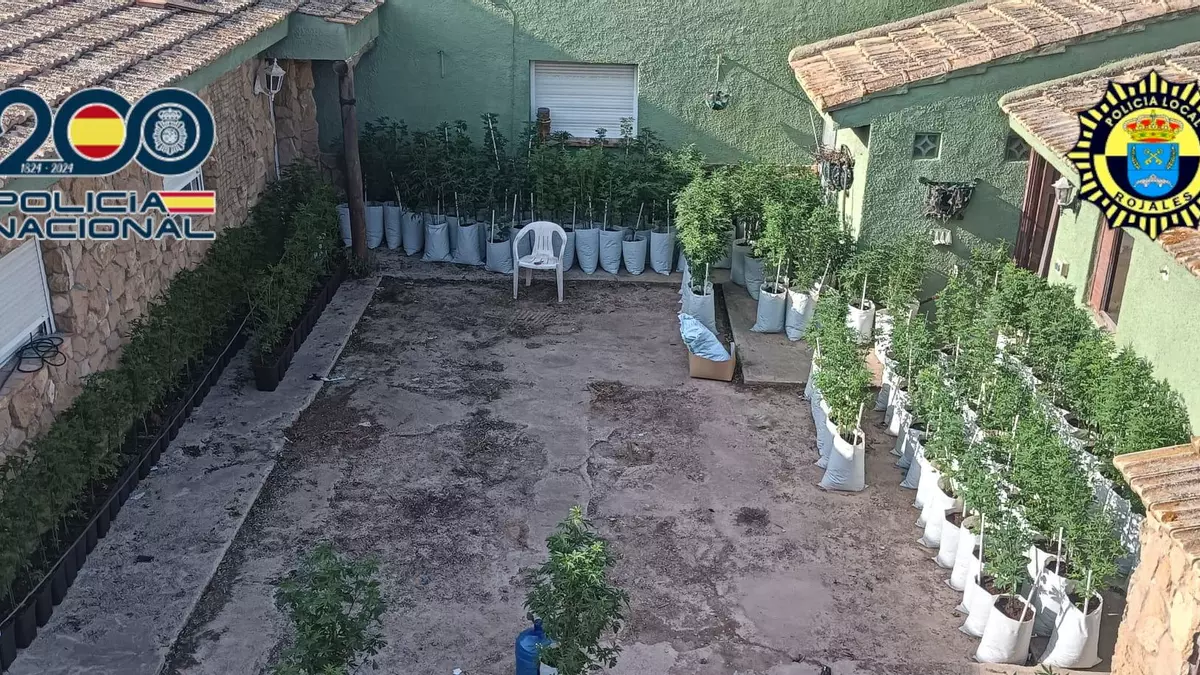 Hallan 212 plantas de marihuana al desmantelar un taller mecánico clandestino en Rojales