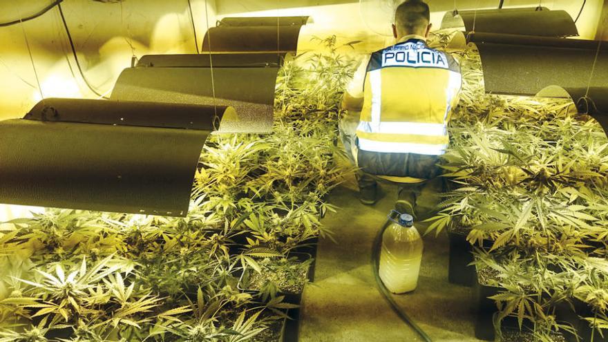 Desmantelan una plantación de marihuana en un galpón de Lérez