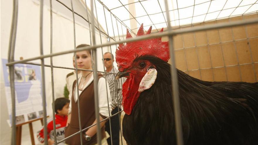 Comienza la feria avícola con más de 500 aves