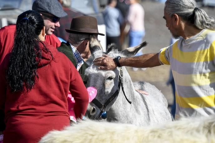 08-12-19 GRAN CANARIA. JINAMAR. JINAMAR. TELDE. Fiesta de la Inmaculade Concepcion y de la Caña Dulce de Jinamar, feria de ganado, procesión.. Fotos: Juan Castro.  | 08/12/2019 | Fotógrafo: Juan Carlos Castro