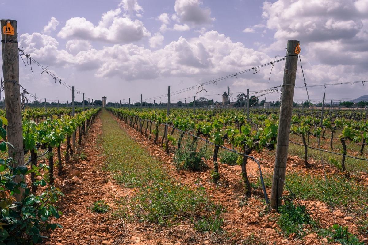 Viñedos en Binissalem