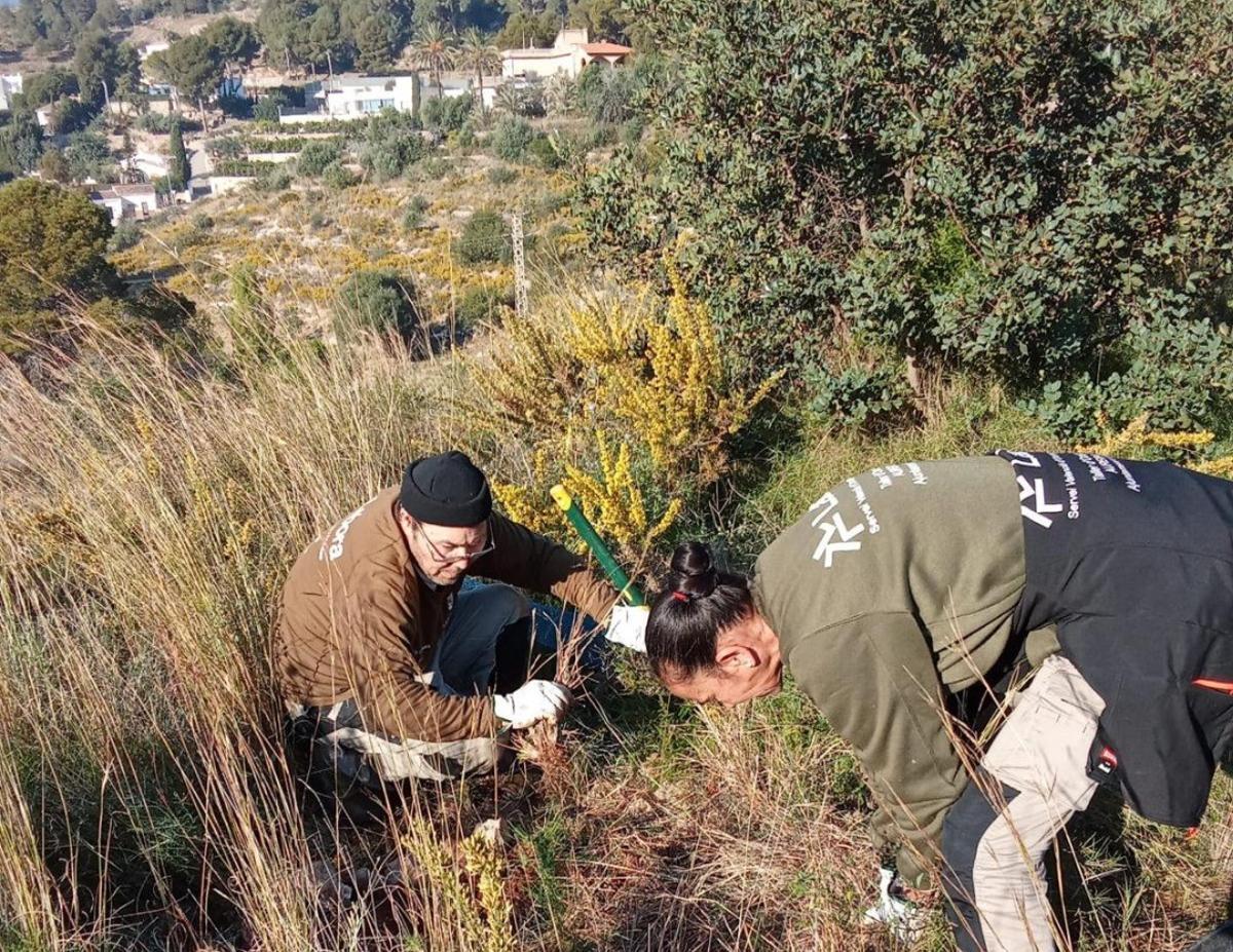 Plantación de árboles en Oliva.