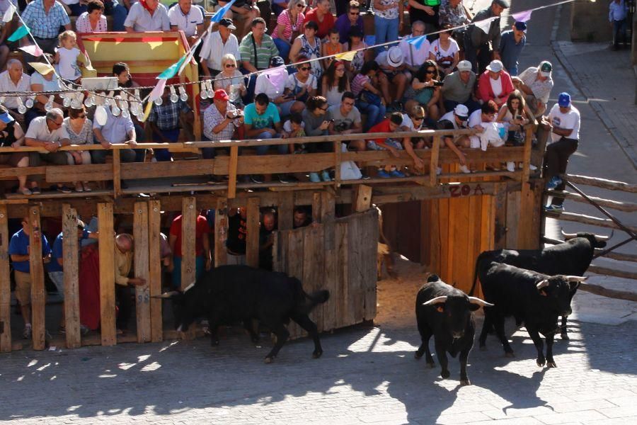 Fiestas en Zamora: Último encierro en Fermoselle