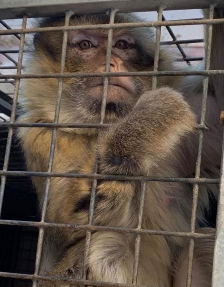 Uno de los macacos llegados a Villena procedentes de Melilla.