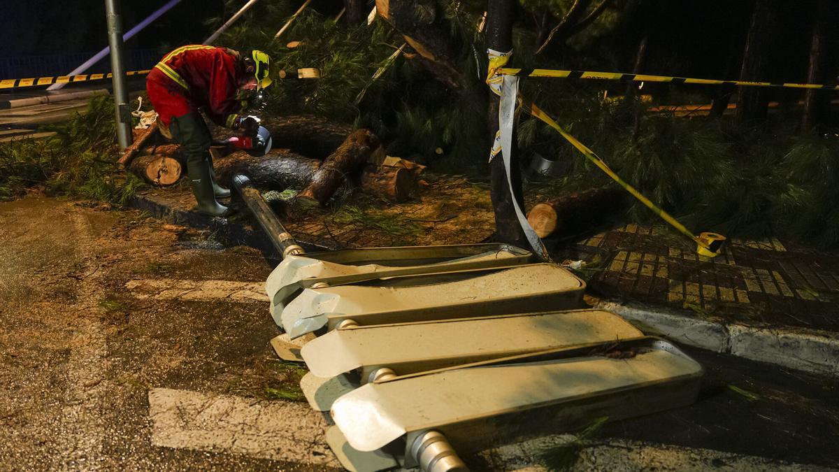 Bomberos de Marbella trabajan en la caída de un árbol