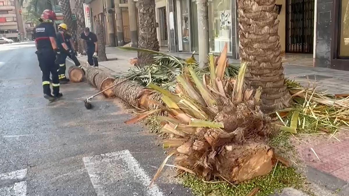 Tronco de una palmera caído sobre una calle de Alicante