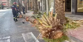Vigilan los parques de Alicante por riesgo de caída de ramas ante los 38 grados de calor