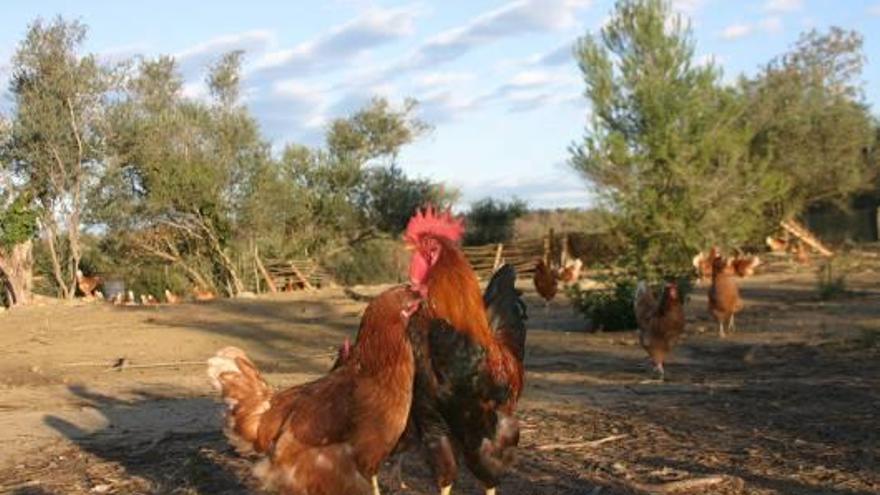 Els ous ecològics surten d&#039;aquelles gallines que pasturen a l&#039;aire lliure i mengen aliment ecològic.