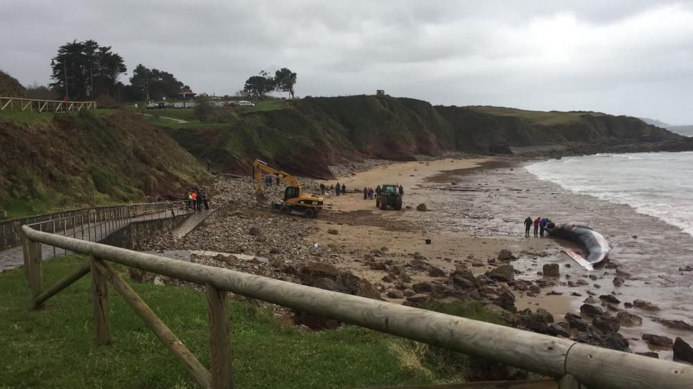 Operativa de extracción de un gran rorcual varado en el arenal de Morís (Caravia)