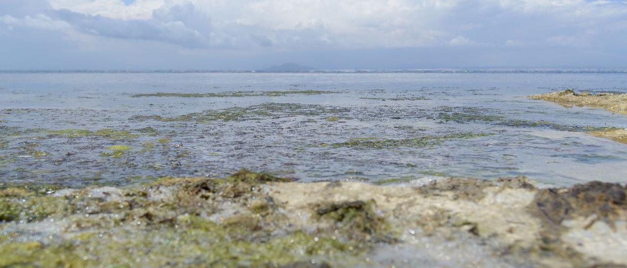 Algas  acumuladas en una playa de La Manga.