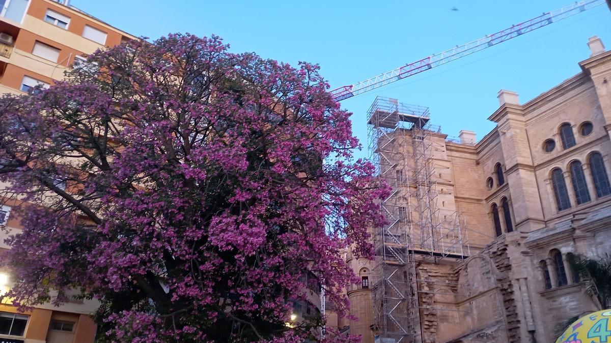 La 'Ceiba speciosa' en flor, junto a la Catedral, hace unos días.