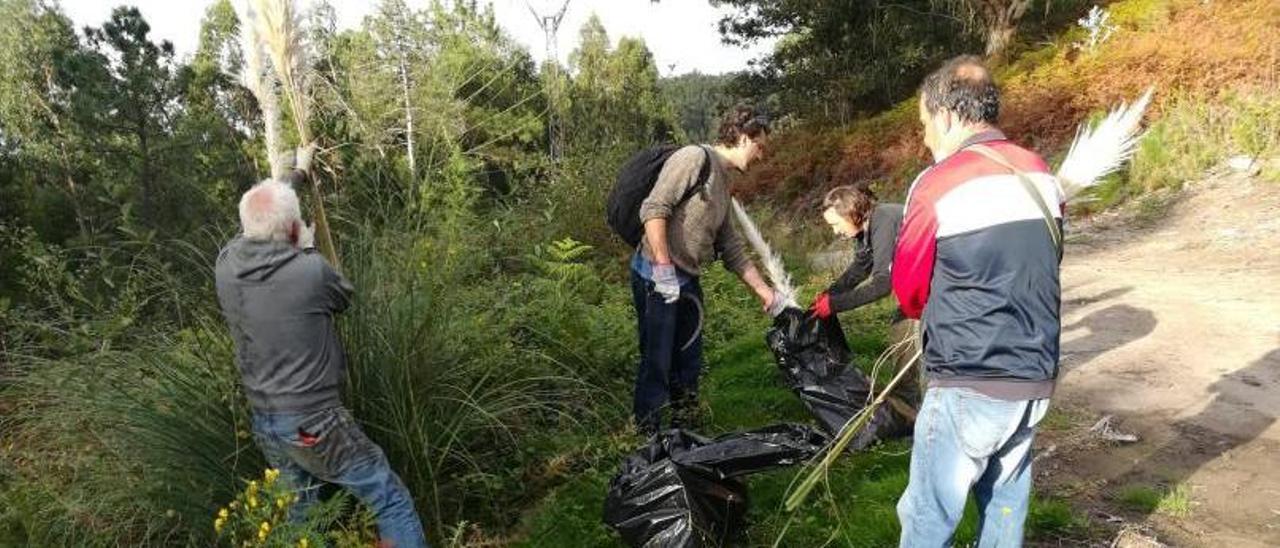 Comuneros y voluntarios trabajan en la retirada de la conocida como hierba de la pampa.