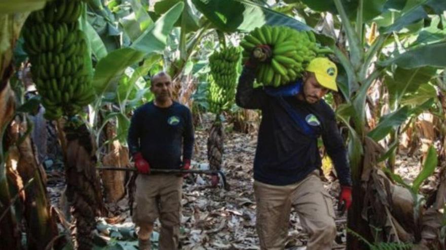 Dos trabajadores en una explotación de plátanos en el Canarias.