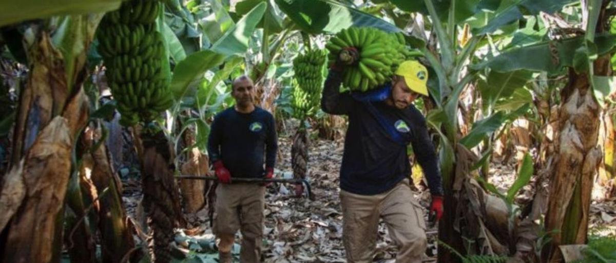 Dos trabajadores en una explotación de plátanos en el Canarias.