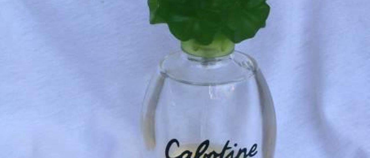 cabotine