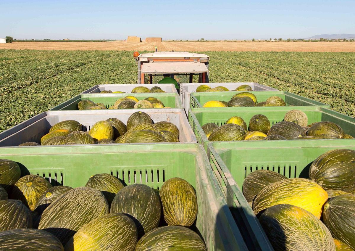 Mesa de Precios calcula que este año se sembrará un 5% menos de melón y un 10% más de sandía en Castilla-La Mancha.