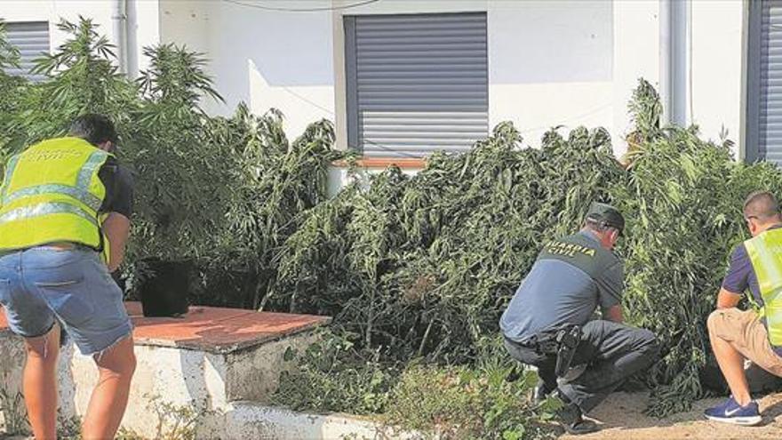 Castelló multiplica por diez las incautaciones de marihuana en una década