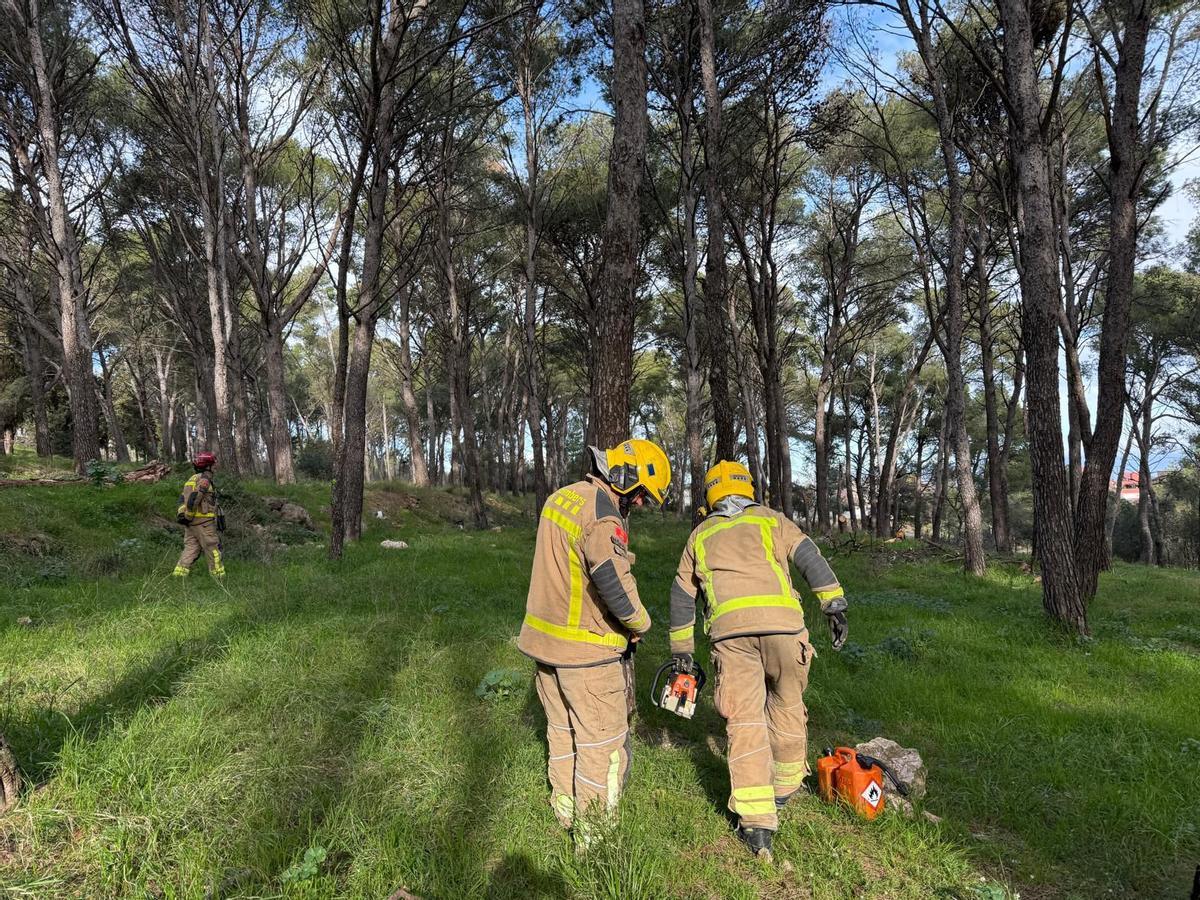 Treballs de sanejament de la pineda de la Pujada del Castell de Figueres.