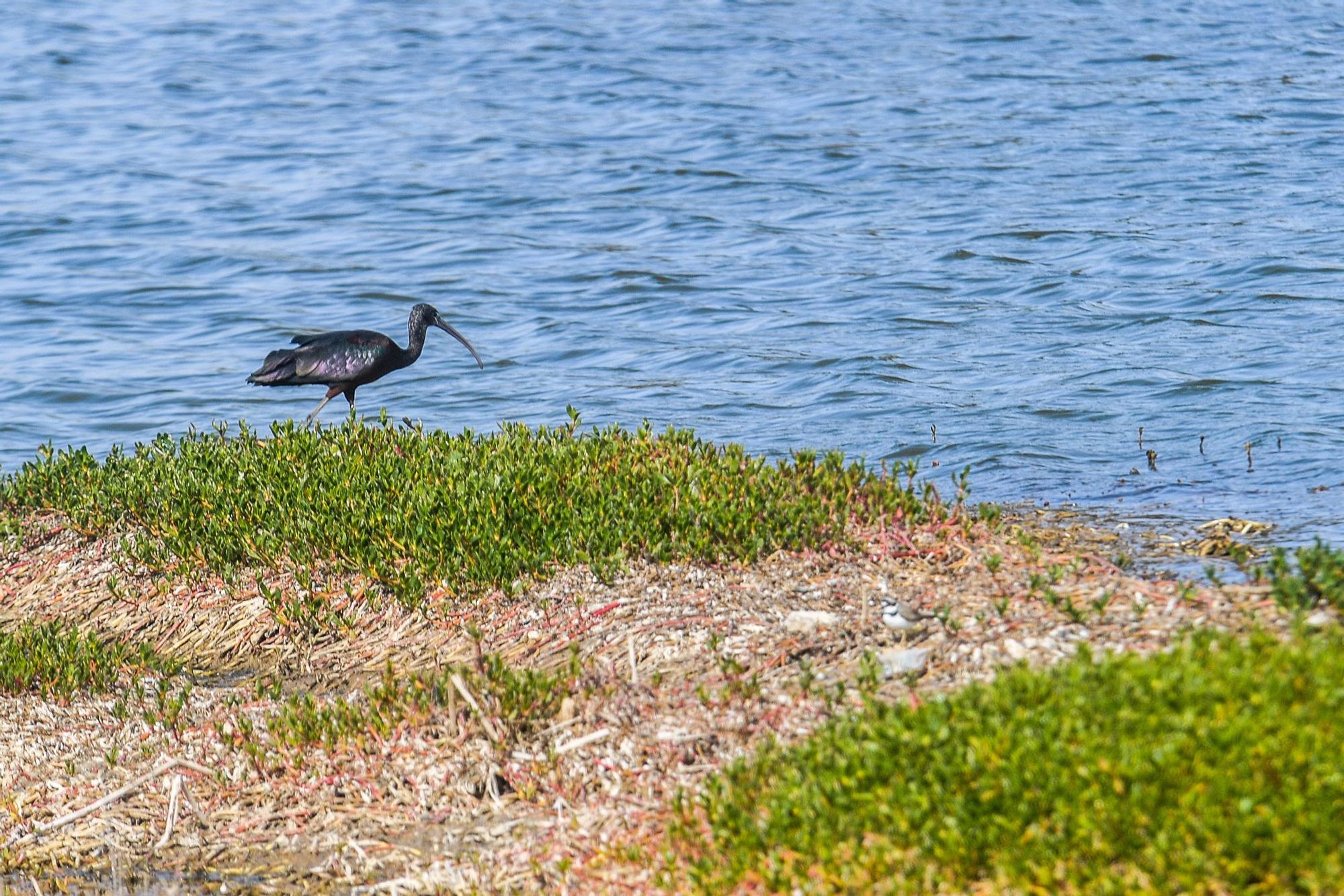 Avistamiento de fauna en la charca de Maspalomas