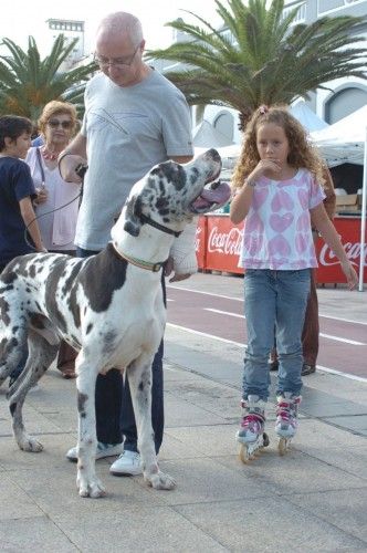 ** DIA DE PERROS **