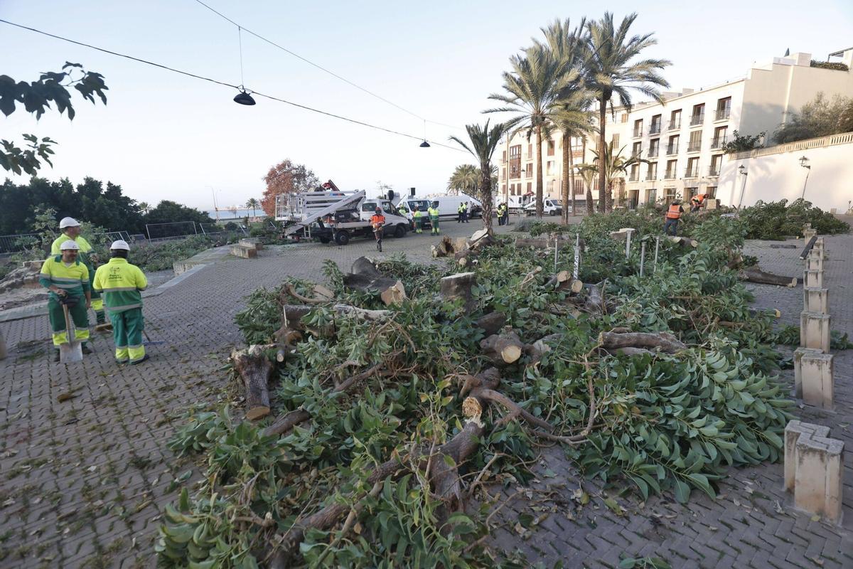 Así ha sido la tala de los bellasombra de la plaza Llorenç Villalonga