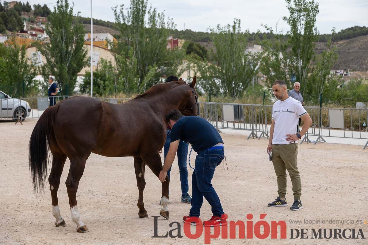 Control veterinario de los Caballos del Vino en Caravaca