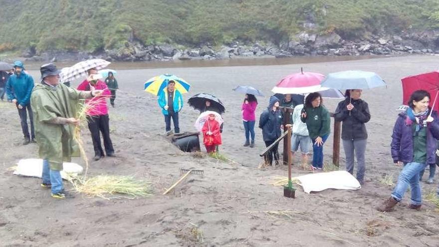 Voluntarios, ayer, durante la repoblación en la zona dunar de la Reserva Natural de Barayo.