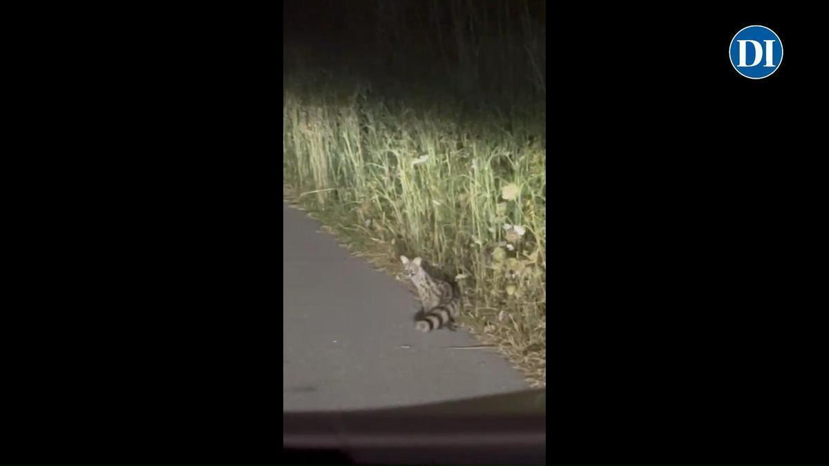 Vídeo: Gineta avistada durante la noche en Santa Eulària, Ibiza