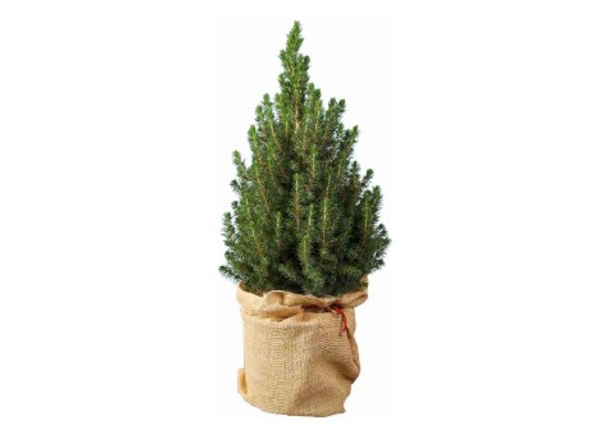 Imagen del árbol