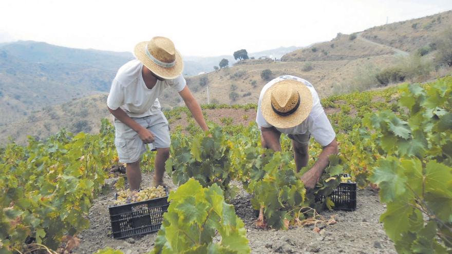 Las fincas dedicadas al cultivo de la uva en comarcas como la Axarquía están condicionadas por la difícil orografía del terreno.