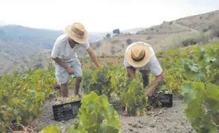 El cultivo de la uva moscatel añade la grave sequía a su falta de relevo generacional