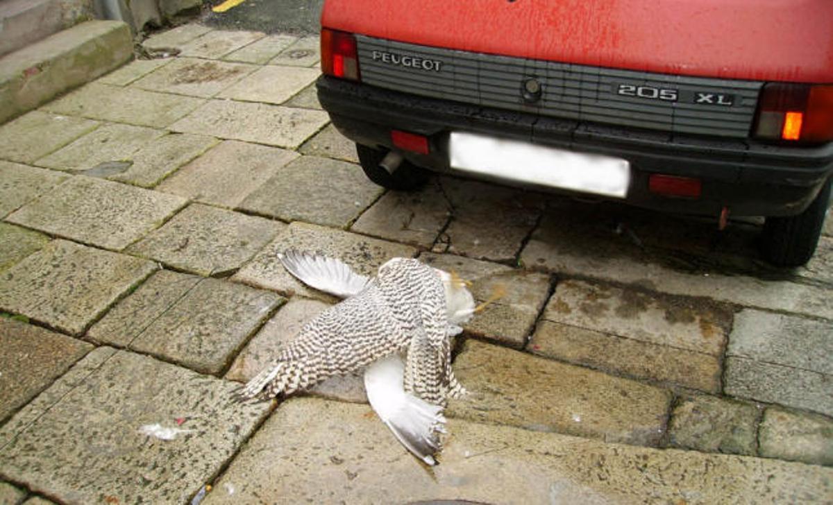 Un halcón de Alvedro, de caza en la Ciudad Vieja